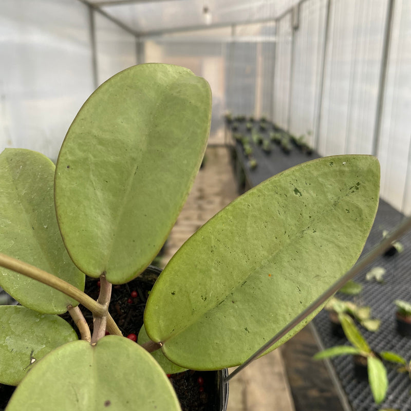 FS17-5 Hoya Silver Dollar