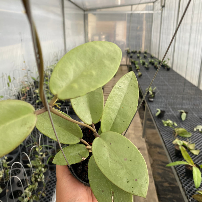 FS17-5 Hoya Silver Dollar