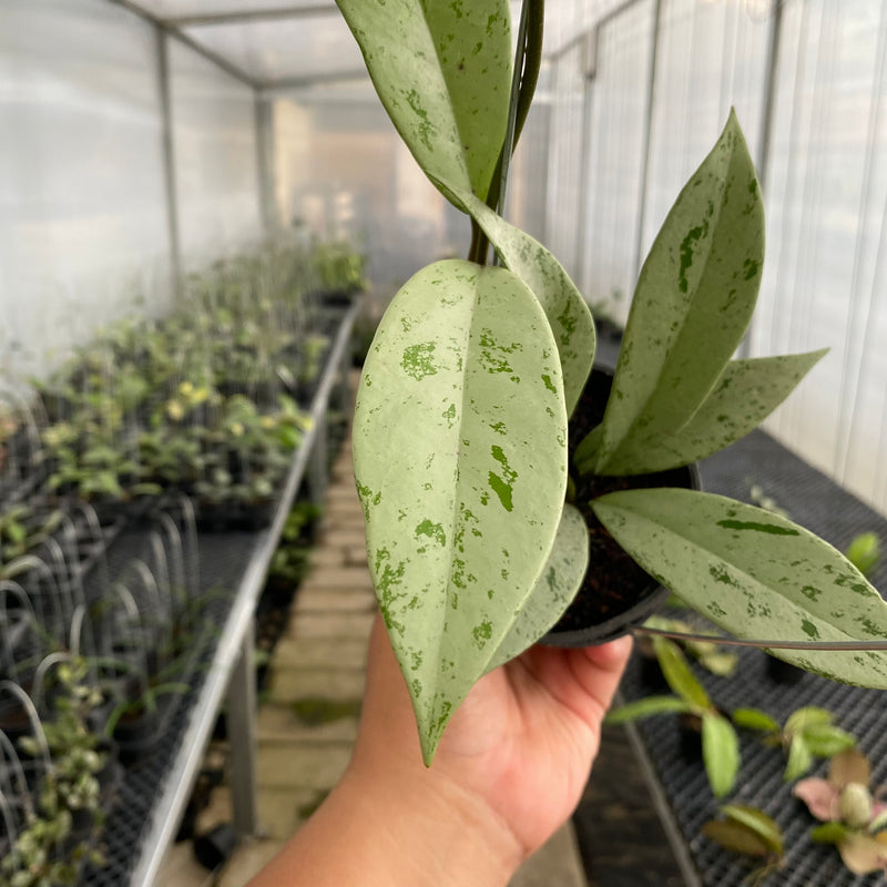 FS18-5 Hoya Pubicalyx Pink Silver Ghost