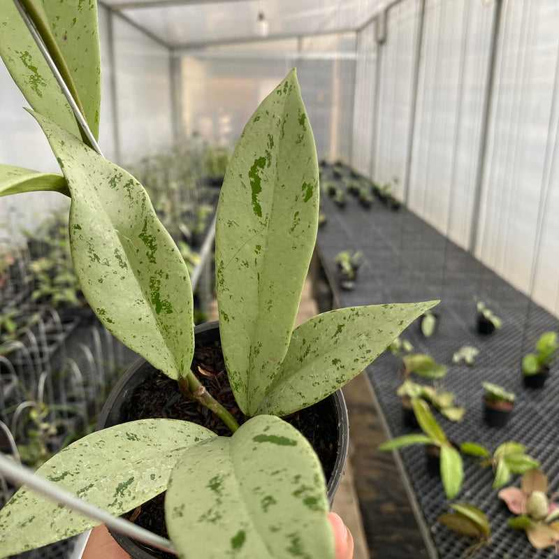 FS18-5 Hoya Pubicalyx Pink Silver Ghost