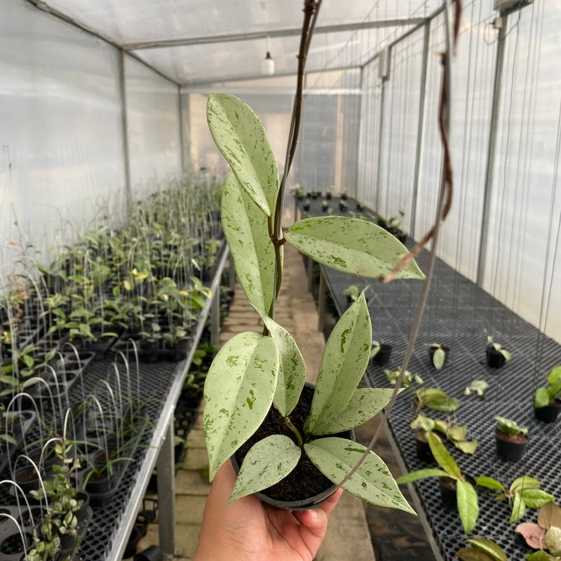 FS18-5 Hoya Pubicalyx Pink Silver Ghost