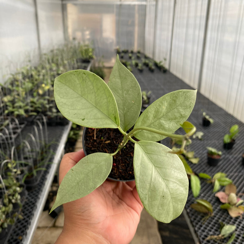 FS19-5 Hoya Coriacea Silver