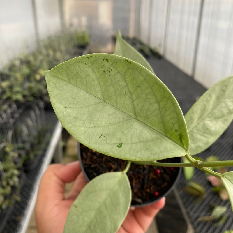 FS19-5 Hoya Coriacea Silver