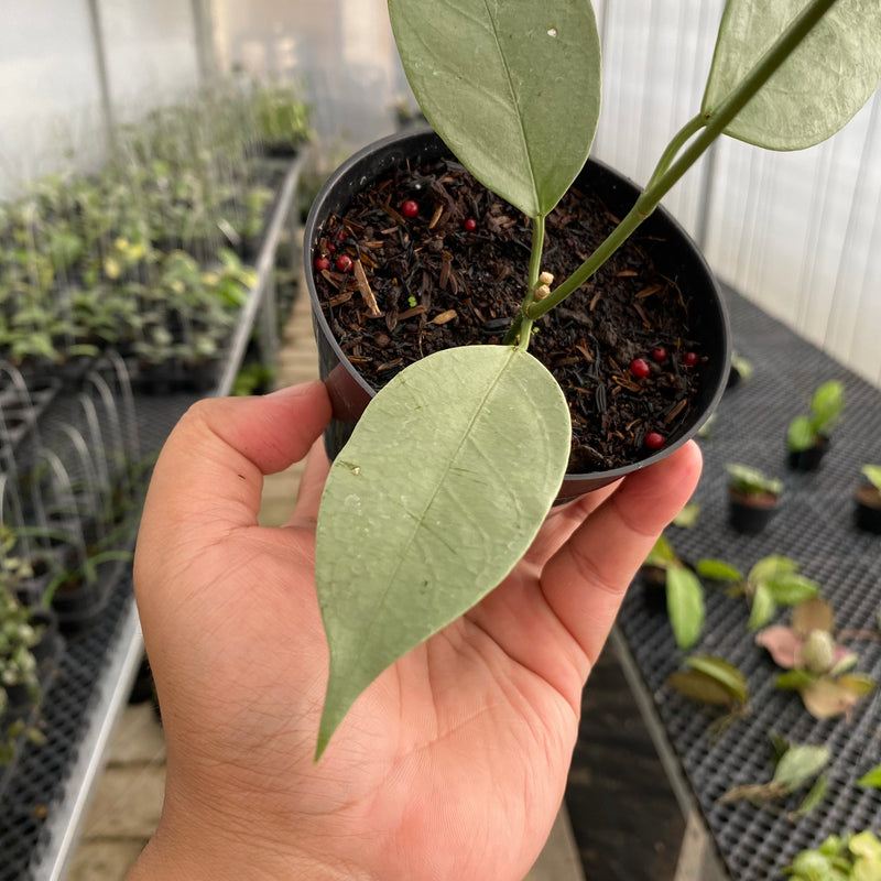 FS19-5 Hoya Coriacea Silver