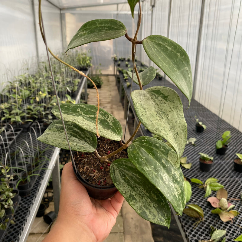 FS21-5 Hoya Macrophylla Silver