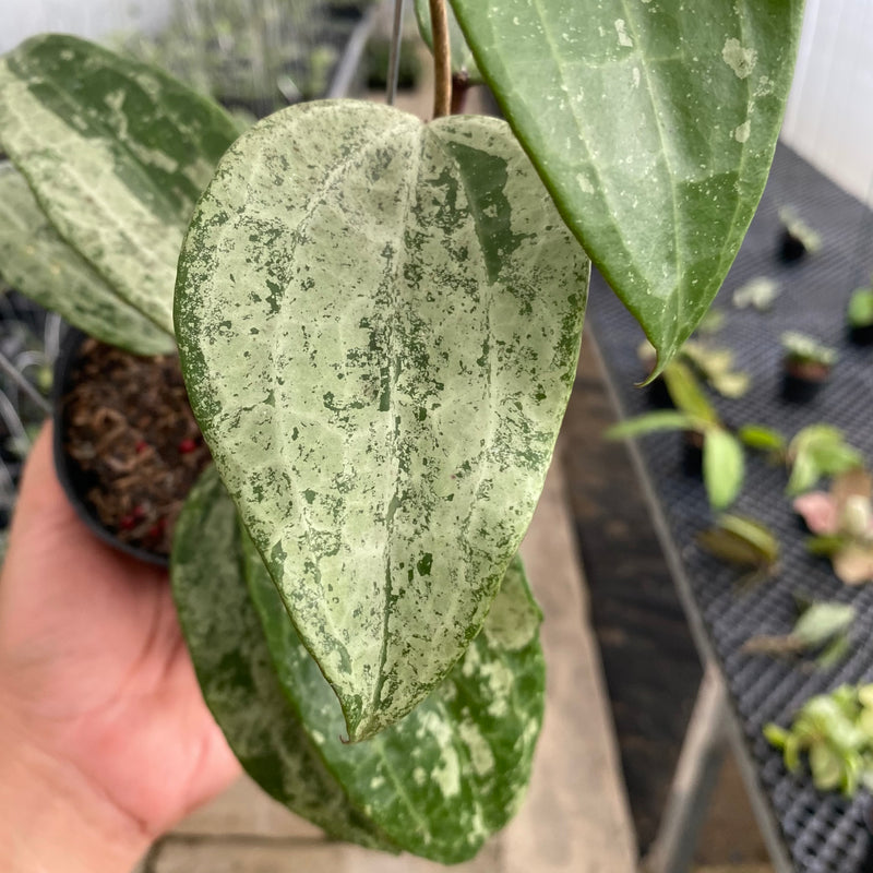 FS21-5 Hoya Macrophylla Silver