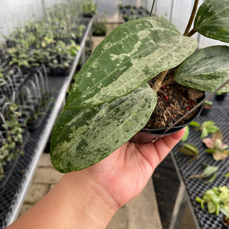 FS21-5 Hoya Macrophylla Silver