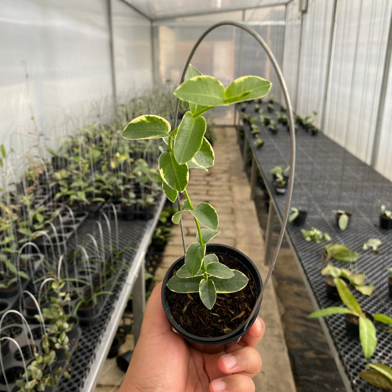 FS22-5 Hoya Cumingiana Albomarginata