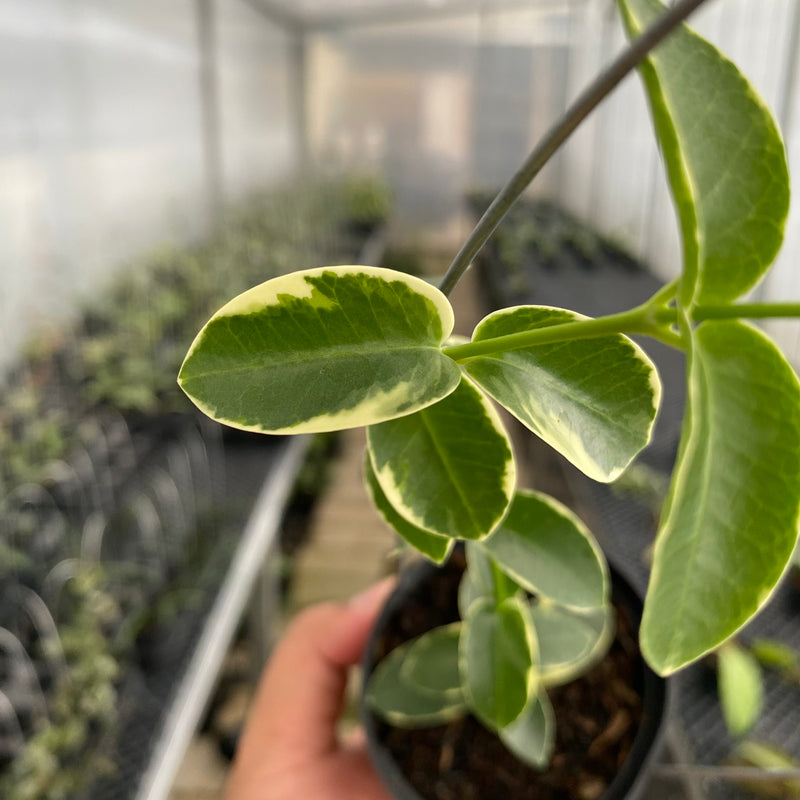 FS22-5 Hoya Cumingiana Albomarginata