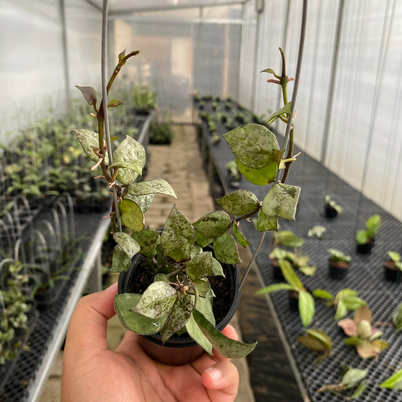 FS23-5 Hoya Lacunosa Black Aurora