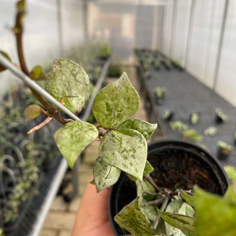 FS23-5 Hoya Lacunosa Black Aurora