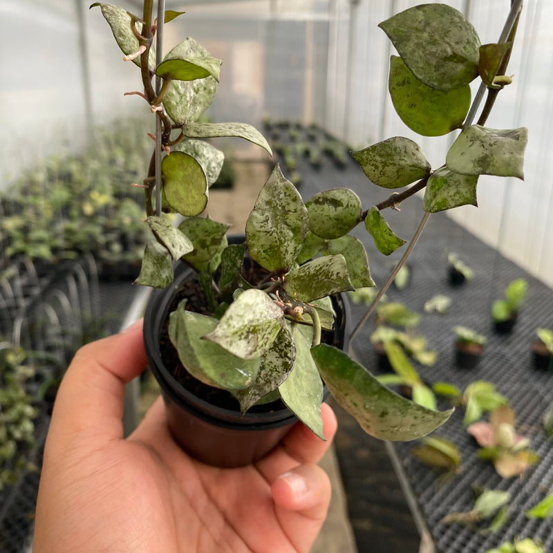FS23-5 Hoya Lacunosa Black Aurora