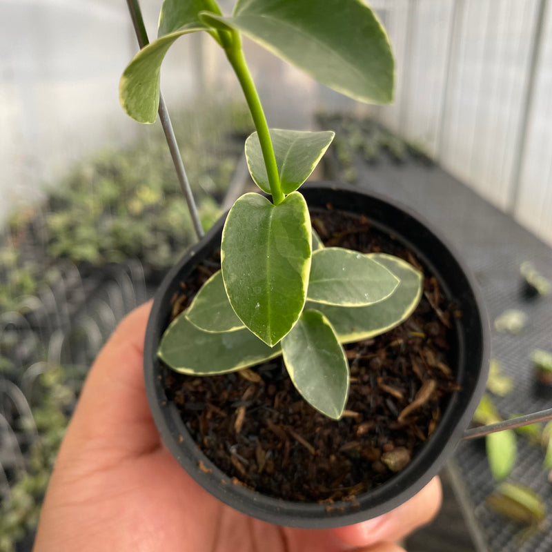 FS22-5 Hoya Cumingiana Albomarginata