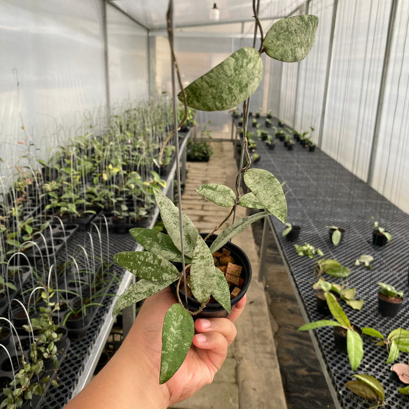 FS24-5 Hoya Flagellata Silver