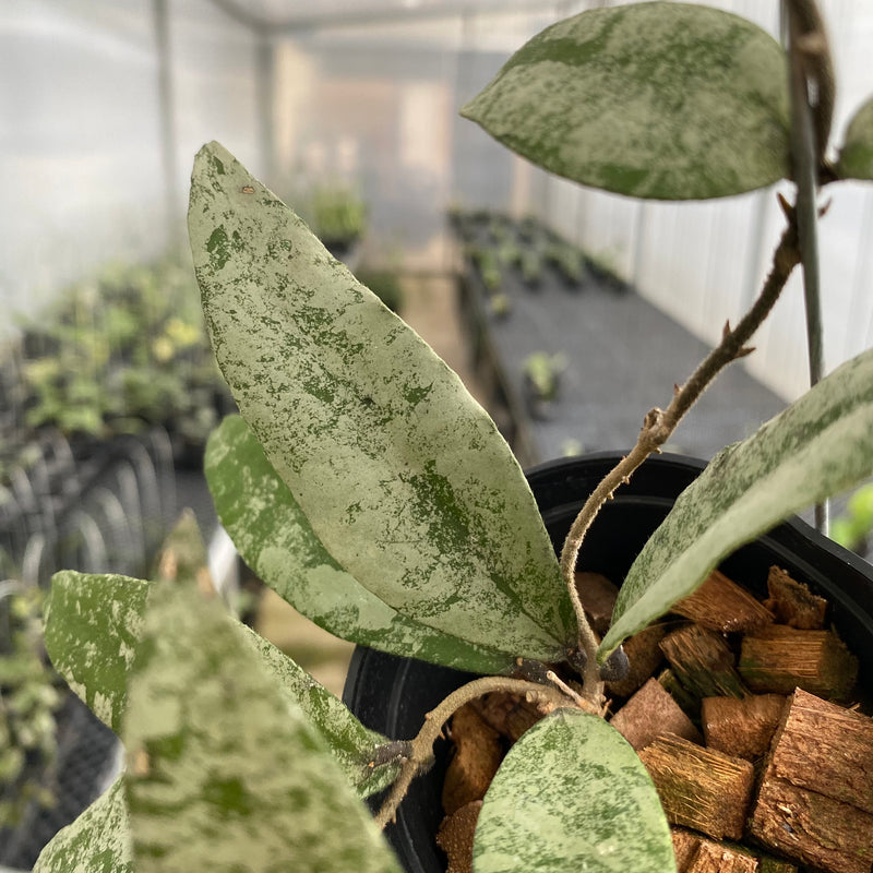 FS24-5 Hoya Flagellata Silver