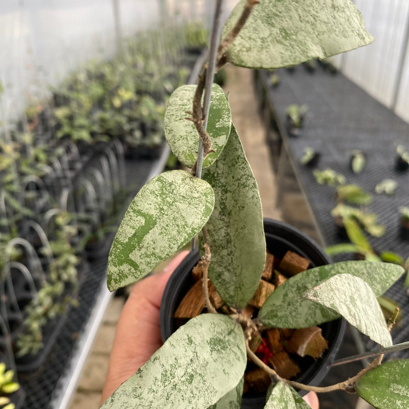 FS24-5 Hoya Flagellata Silver