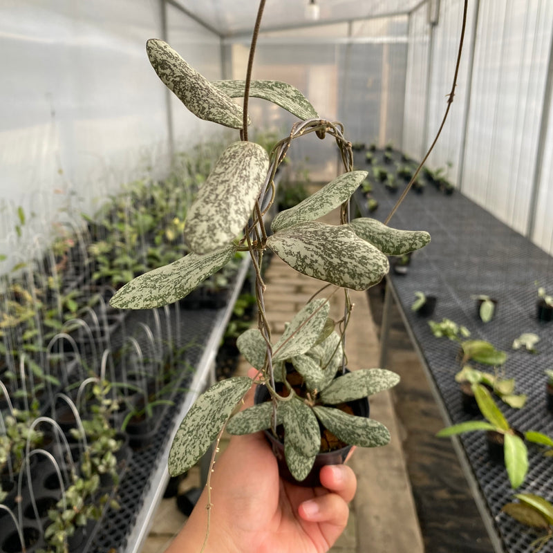 FS25-5 Hoya Sigillatis Silver SP Borneo