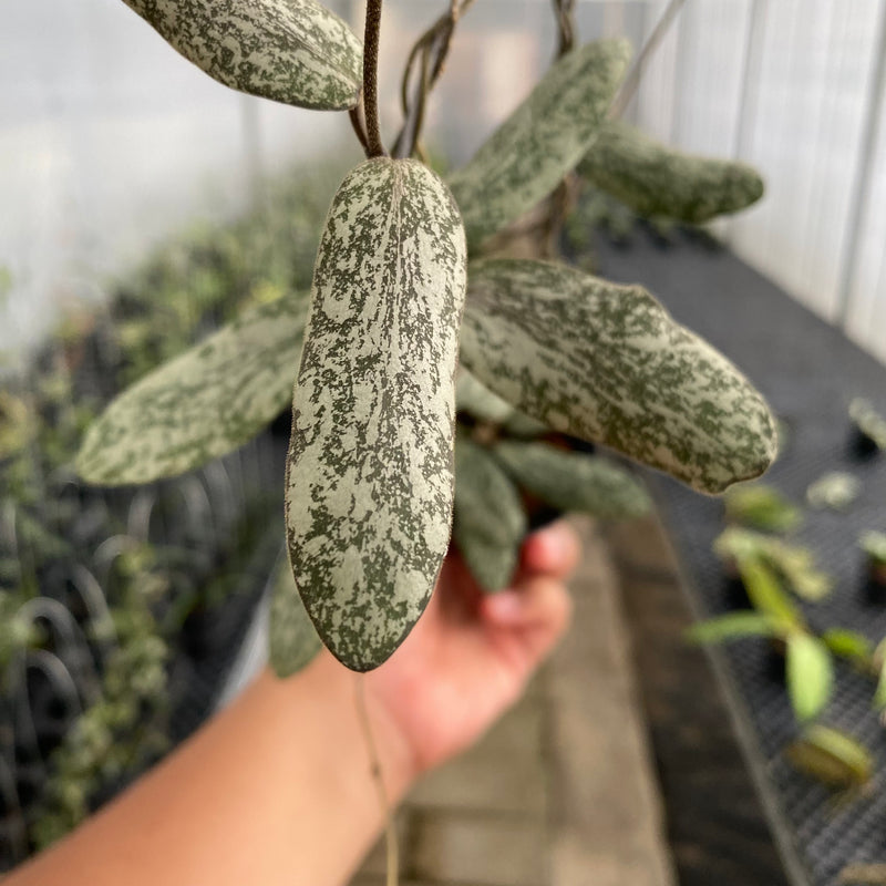 FS25-5 Hoya Sigillatis Silver SP Borneo