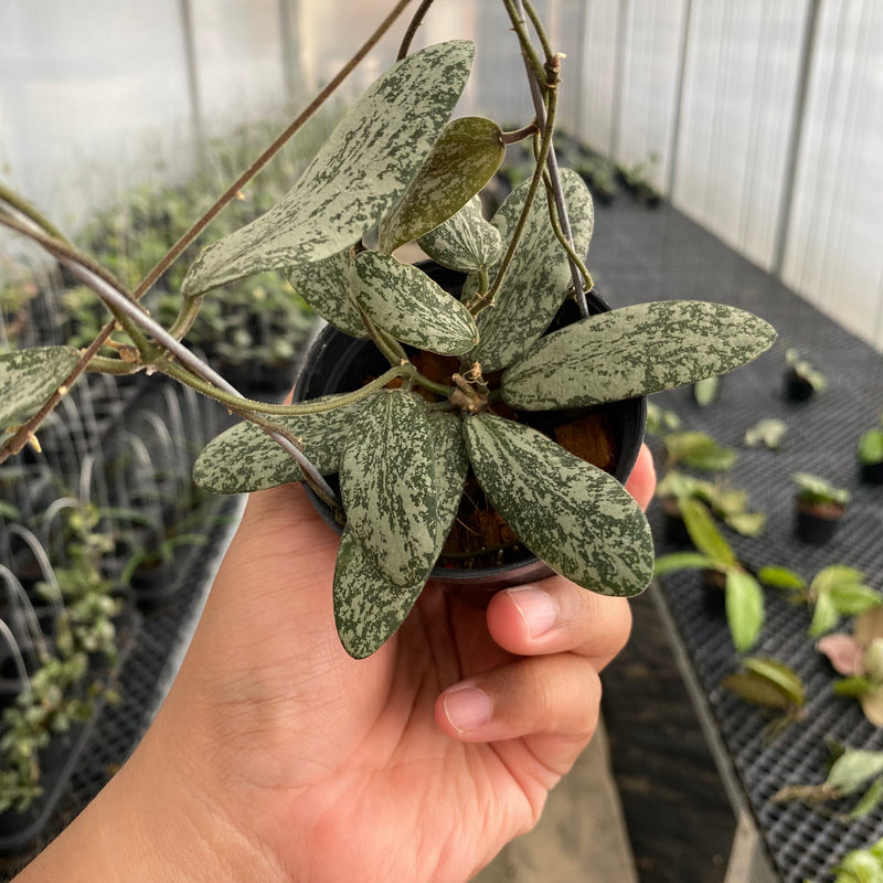 FS25-5 Hoya Sigillatis Silver SP Borneo