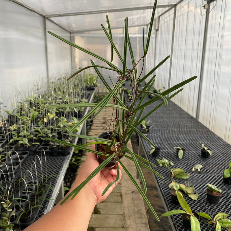 FS26-5 Hoya Insularis