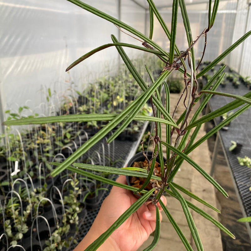 FS26-5 Hoya Insularis