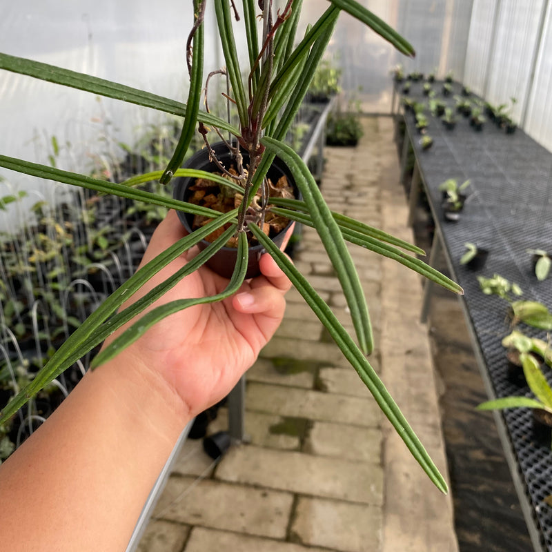 FS26-5 Hoya Insularis