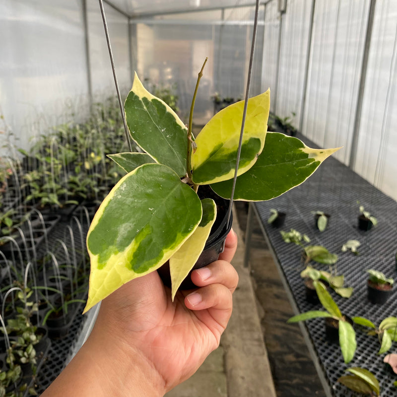 FS27-5 Hoya Verticillata SP Panglai Albomarginata