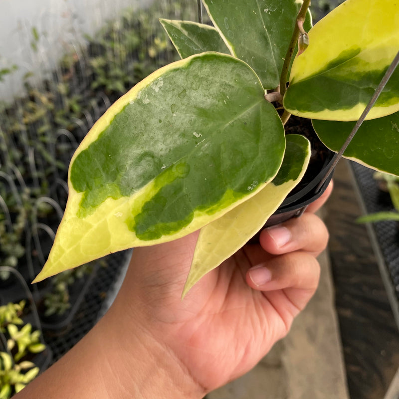 FS27-5 Hoya Verticillata SP Panglai Albomarginata