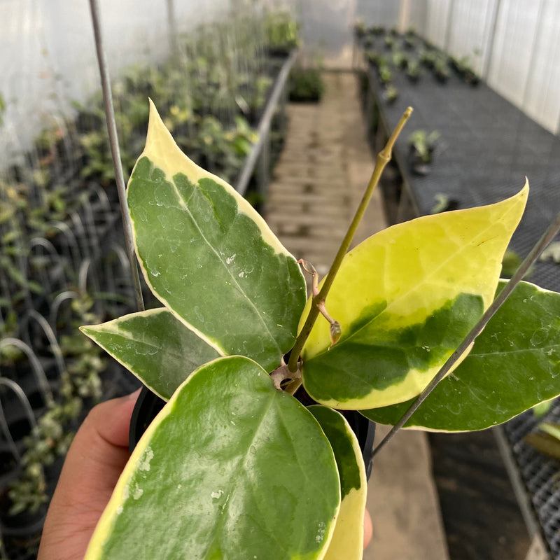 FS27-5 Hoya Verticillata SP Panglai Albomarginata