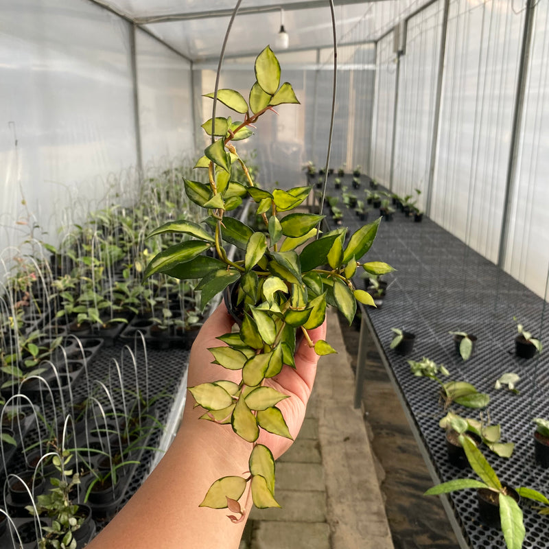 FS28-5 Hoya Lacunosa Agni