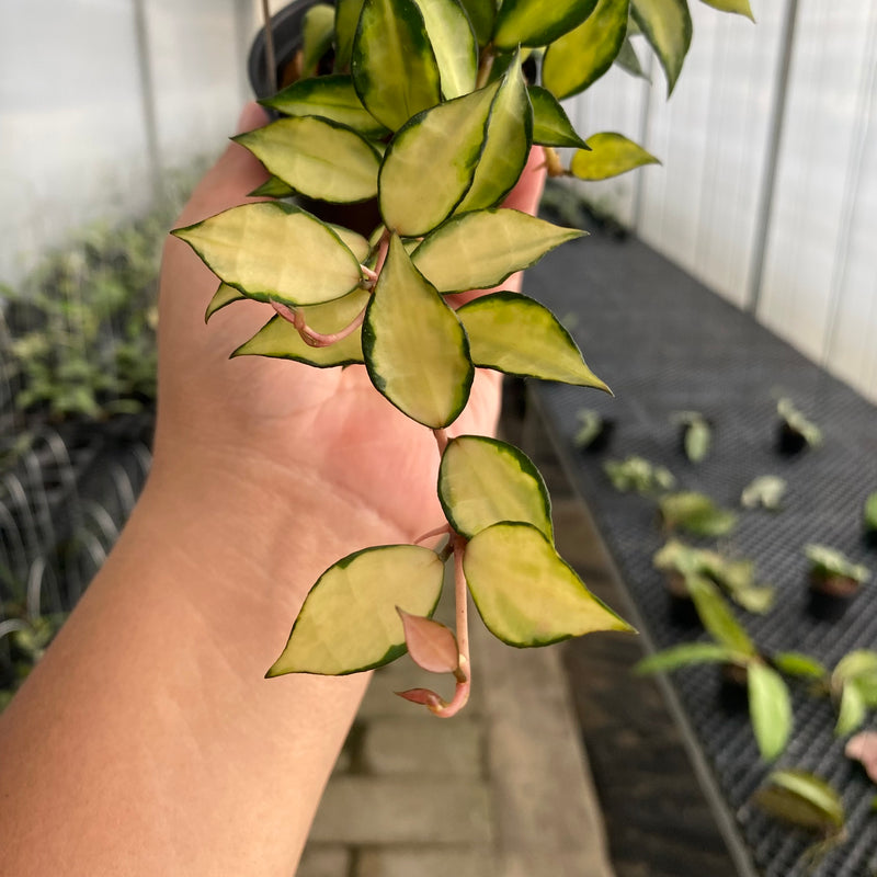 FS28-5 Hoya Lacunosa Agni
