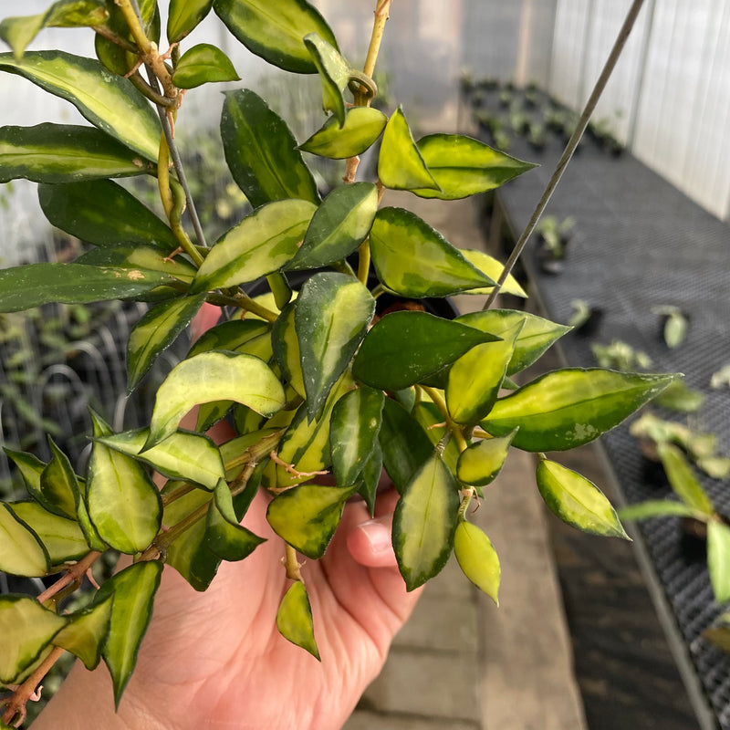 FS28-5 Hoya Lacunosa Agni
