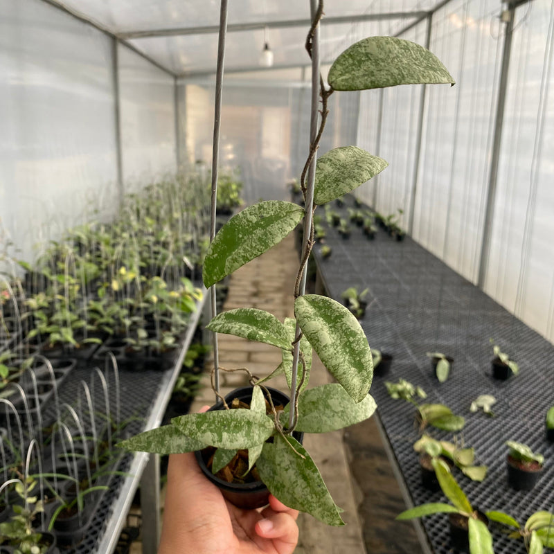 Hoya Flagellata Silver - Aroid Asia