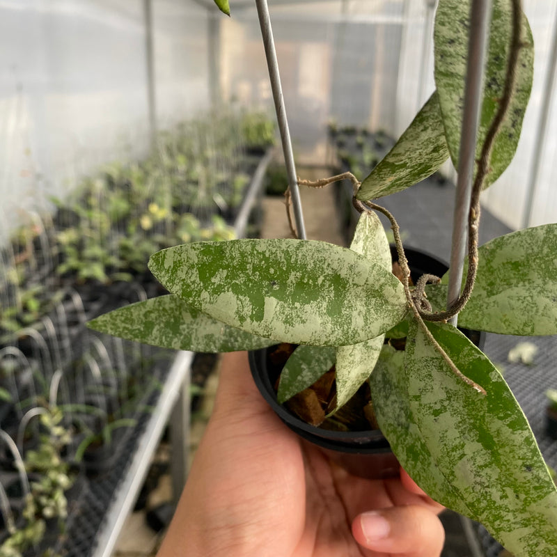 FS29-5 Hoya Flagellata Silver