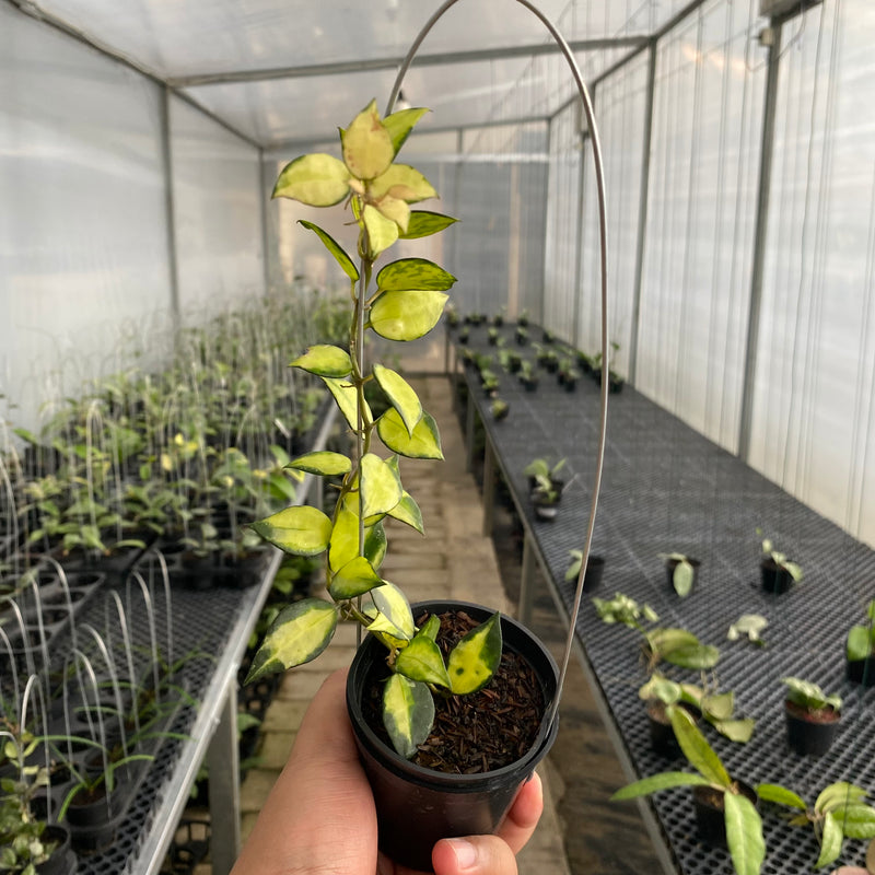 FS30-5 Hoya Lacunosa Agni