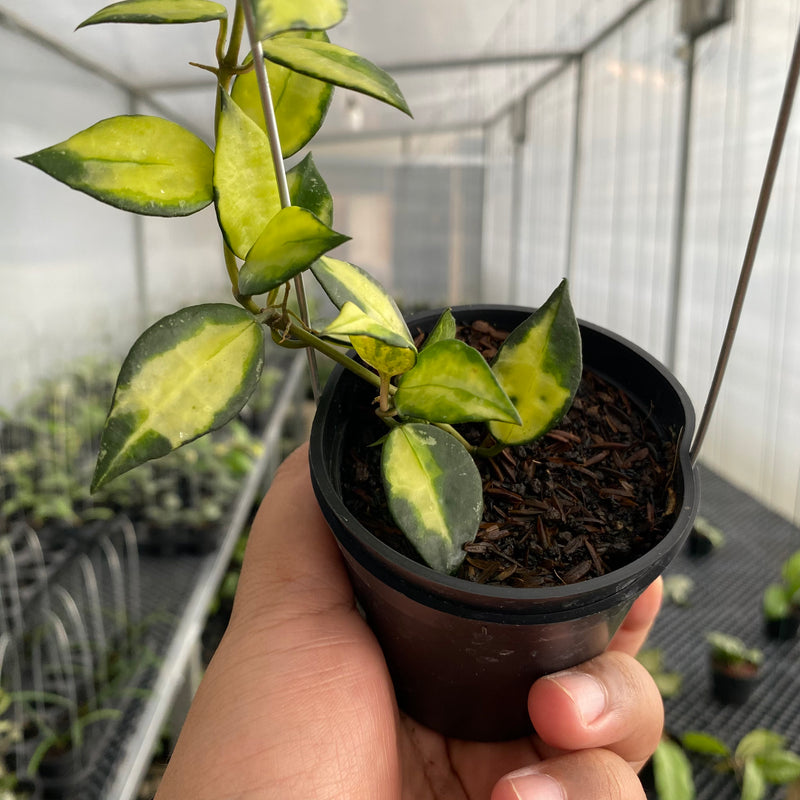 FS30-5 Hoya Lacunosa Agni