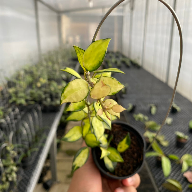 FS30-5 Hoya Lacunosa Agni