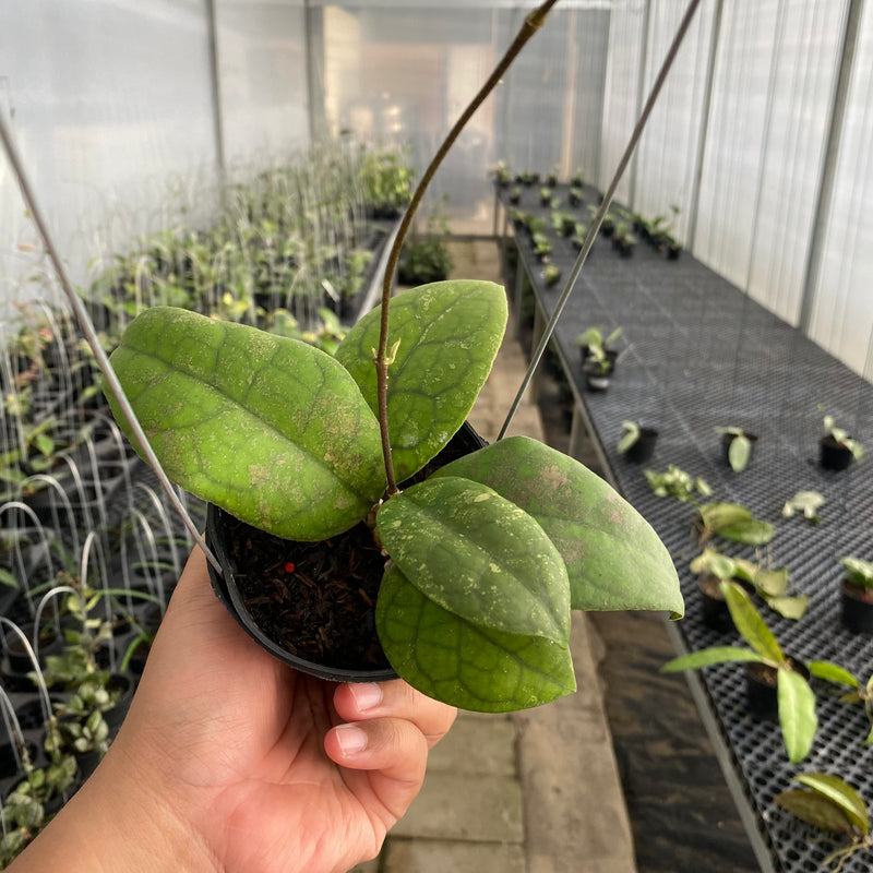 FS31-5 Hoya SP Bengkulu Round Leaf