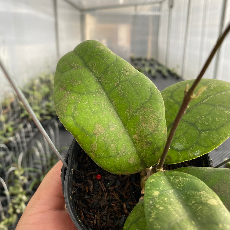 FS31-5 Hoya SP Bengkulu Round Leaf