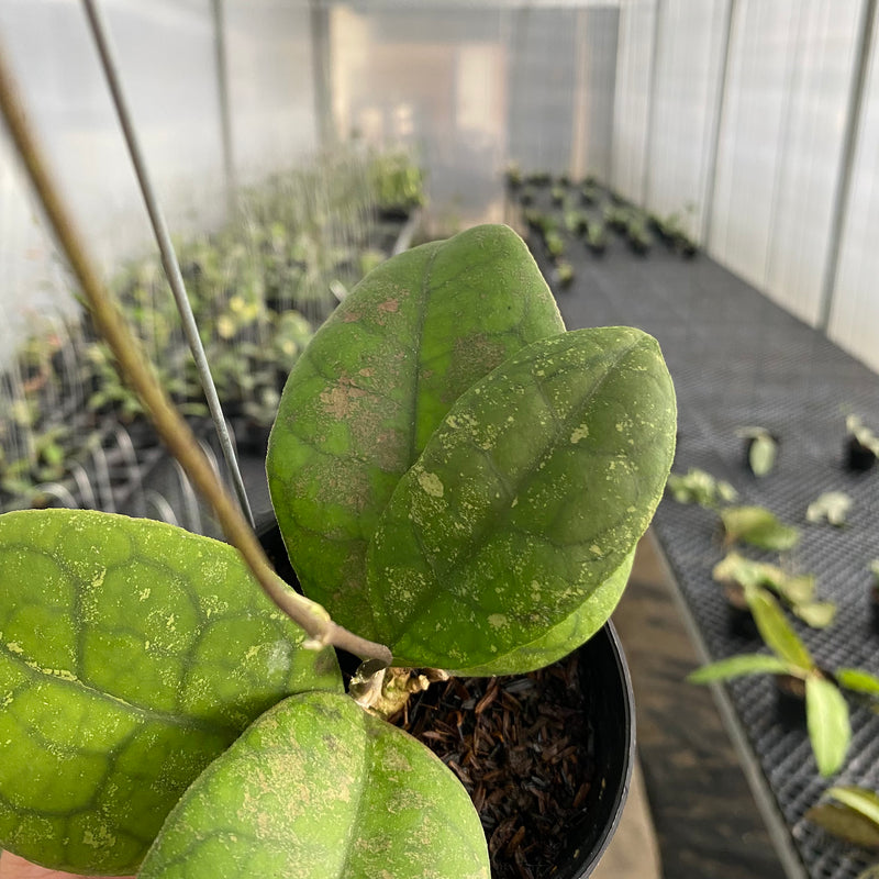 FS31-5 Hoya SP Bengkulu Round Leaf