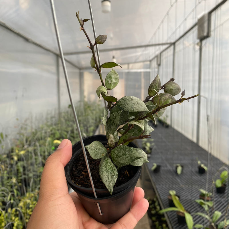 FS33-5 Hoya Lacunosa Black Aurora