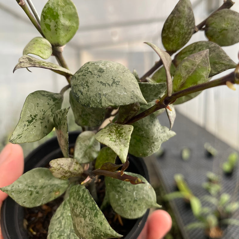 FS33-5 Hoya Lacunosa Black Aurora