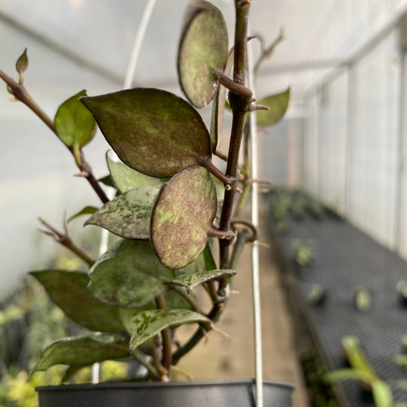 FS33-5 Hoya Lacunosa Black Aurora