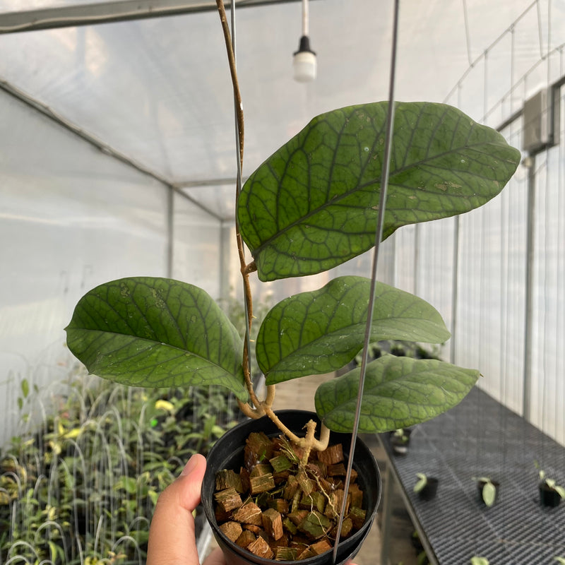 FS34-5 Hoya Meredhitii