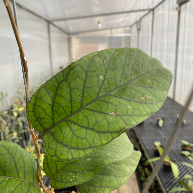 FS34-5 Hoya Meredhitii