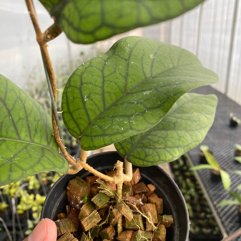FS34-5 Hoya Meredhitii