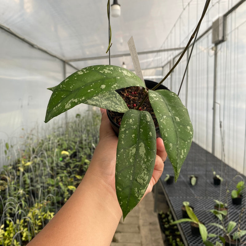 FS35-5 Hoya Clemensiorum Splash