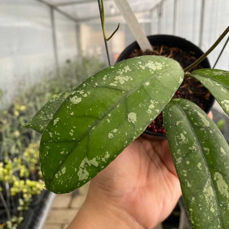 FS35-5 Hoya Clemensiorum Splash