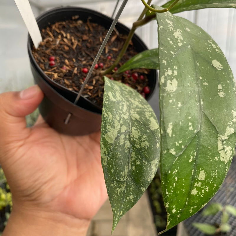 FS35-5 Hoya Clemensiorum Splash