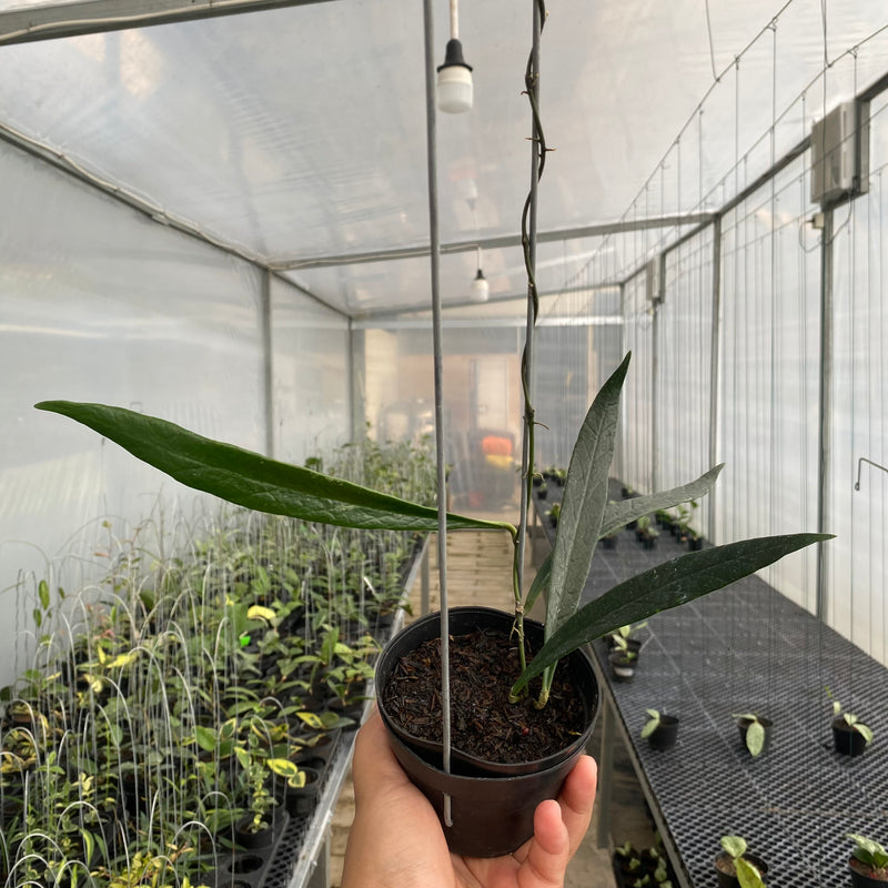 FS36-5 Hoya Sulawesiana Long Leaf